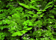 48.�d���̐X�F�����@�S��