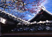 56.���t�F�}���@���m