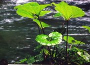 11.�����@���q(�ʗV���C)