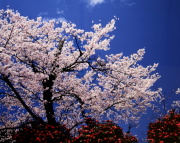 10 �n粁@��j�F�t�̉�