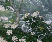 No.27.���Ăɍ炭�F�Ζ؁@���K