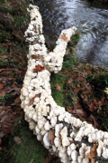photo04 �H�̉�����